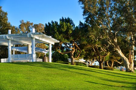 Public local park with green grass and pine treesの写真素材