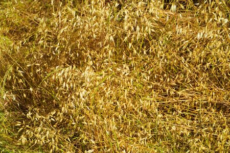 Golden crop of oats growing in a fieldの写真素材