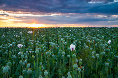 Green poppy field with few purple floweersの写真素材