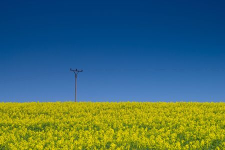 Romantic yellow field with electric post and blue skyの写真素材