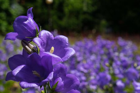 Beautiful violet bellflowers, romantic  country full of flowersの写真素材