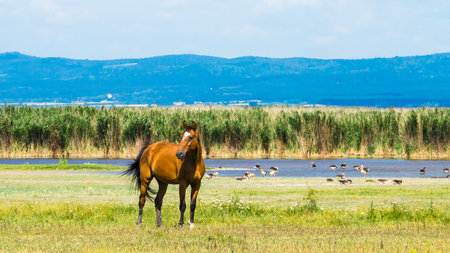 Brown horse in the countryside with green grass and lakeの写真素材