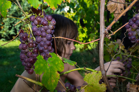 Little girl in vineyard, fruit harvest, bunch of grapesの写真素材