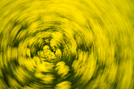 Yellow flowers circle, nice spring flowers on the meadow, blurred imageの写真素材