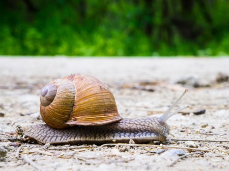 Snail on the way, detail, snail in the natureの写真素材
