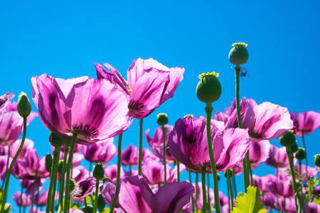 Purple poppy flowers with clear blue sky in background, poppy heads, detailの写真素材