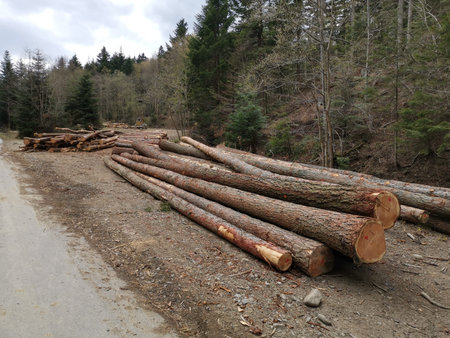 Stacked, cut trunks of trees