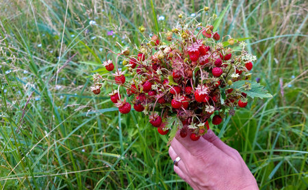 wild strawberries picked fresh and healthyの写真素材