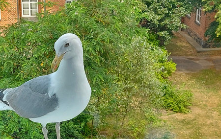 seagull on the window sillの写真素材