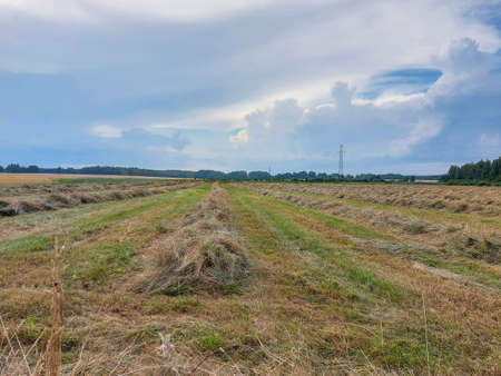 dry grass in the windの写真素材
