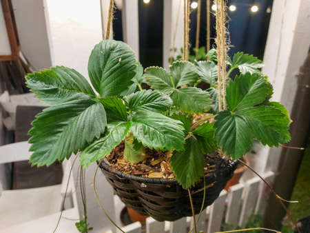 strawberries planted in flower potsの写真素材