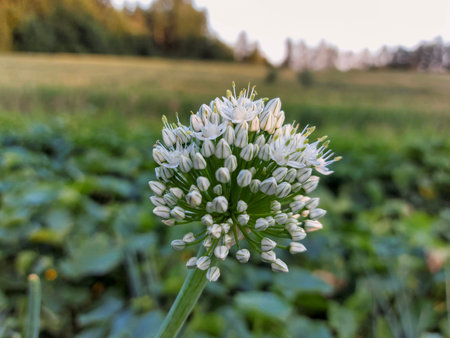 in the garden bloom garlic flower