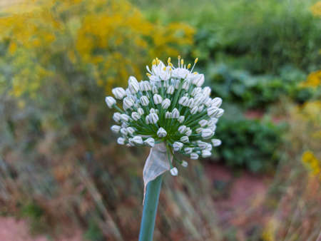 in the garden bloom garlic flowerの写真素材