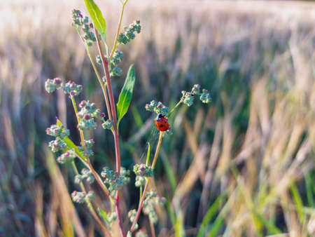 ladybug climbed on a flower in the meadowの写真素材