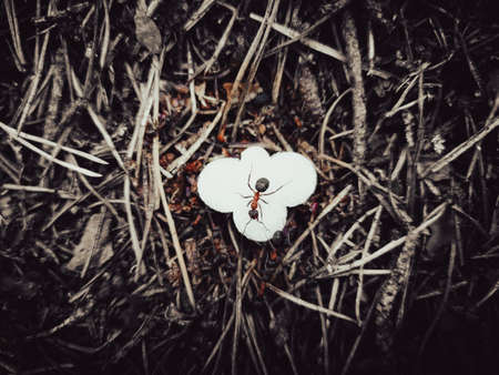 black forest ant on sugarの写真素材