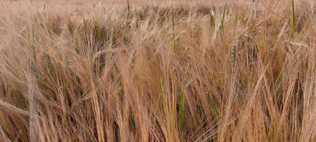 ripens the cereals shortly before harvestingの写真素材
