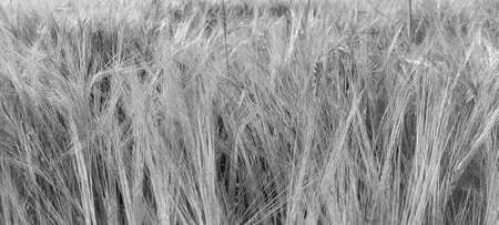 ripens the cereals shortly before harvestingの写真素材
