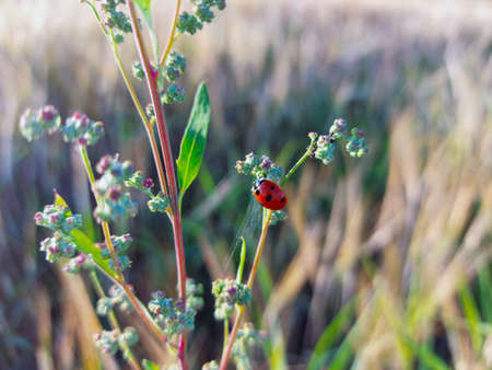 ladybug climbed on a flower in the meadowの写真素材