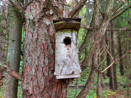 Wooden bird cage high in a tree. Wooden house with a round entrance in a tree.の写真素材