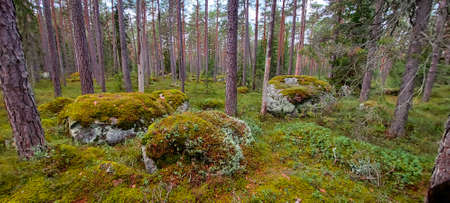 Beautiful Bright Green moss grown up cover the rough stones and on the floor in the forest. Show with macro view. Rocks full of the moss texture in nature for wallpaper.の写真素材