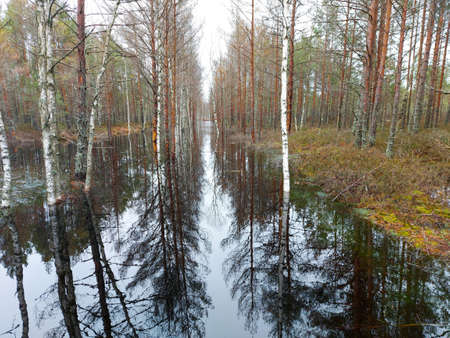 a beautiful natural swamp forest with lots of water between the trees. Estoniaの写真素材
