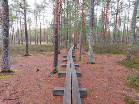 Pathway in the pine forest in Estonian bogs for a walkの写真素材