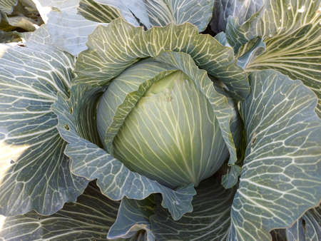 View of green cabbages plants. Vegetarian food concept.Fresh green cabbage maturing heads growing in vegetable farm.の写真素材
