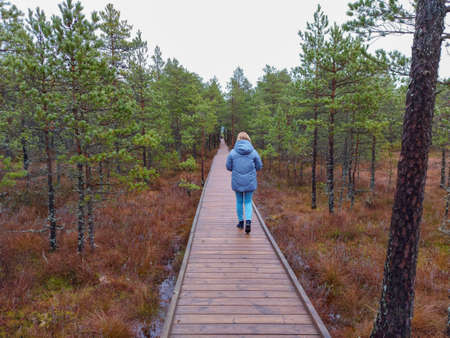a woman walks along a swamp wooden footbridge in autumn in Estoniaの写真素材