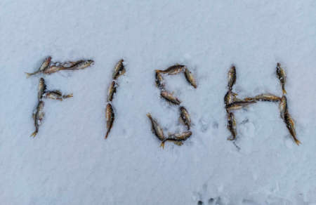Fish Ruff on the ice. Winter fishingの写真素材
