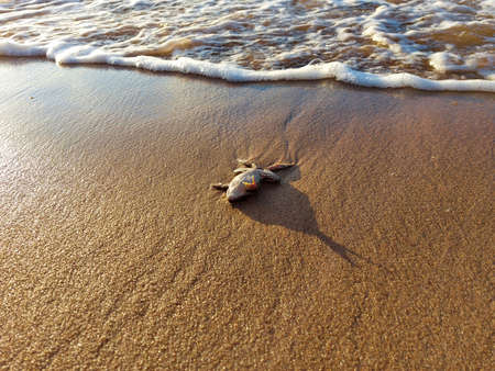 a frog lies on the sea sand on its backの写真素材