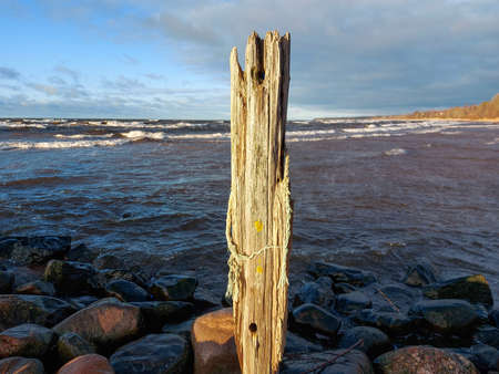 Sandy coast of the Baltic sea. Part of an old log lies on the beach. The water washed up a piece of wood.の写真素材