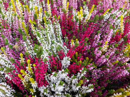 The multicolored heather is blooming. Flowers close-up. Selective focus.の写真素材