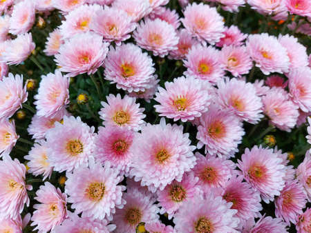 Beautiful pink chrysanthemum as background picture. Chrysanthemum wallpaper, chrysanthemums in autumn.の写真素材