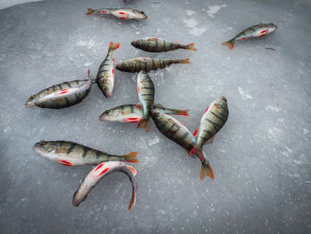 Winter ice fishing is a lot of perch. Lake Peipus Estoniaの写真素材