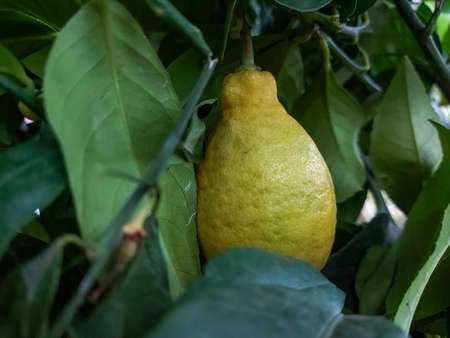 Bunches of fresh yellow ripe lemons with green leaves on blurred background. Lemon is a species of small evergreen treeの写真素材