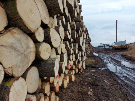 Raw materials for the woodworking industry. Wood storage in the open air. Timber company. Timber. Roundwood. Round timberの写真素材