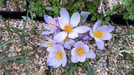 Spring growing flowers and nature that comes aliveの写真素材