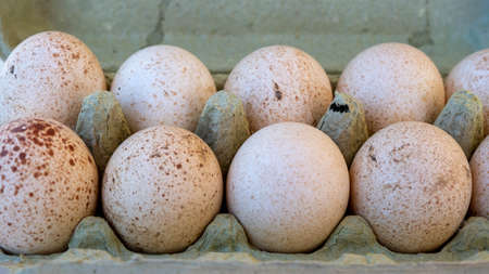 Turkey eggs put in a box. Organic fresh eggs.の写真素材