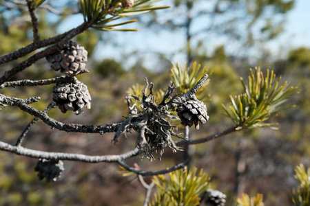 pine in the swamp. small cones in the Estonian Tuhu bog