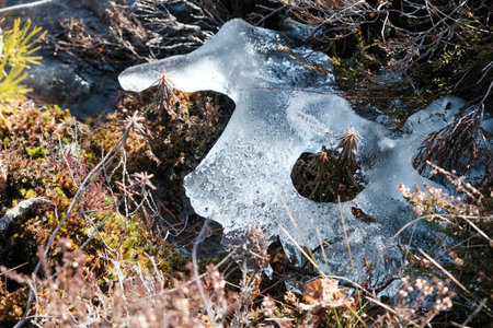 Frozen swamp with dry grass and melted ice water in early spring. The last snow and ice in March...