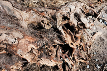 The powerful roots of a tree growing on a beach by the sea.