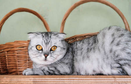 the cat is lying on the closet and she hangs a paw.の写真素材