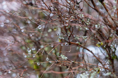 water drops on tree sticks in Fall season. Close-up, shallow depth of field.の写真素材