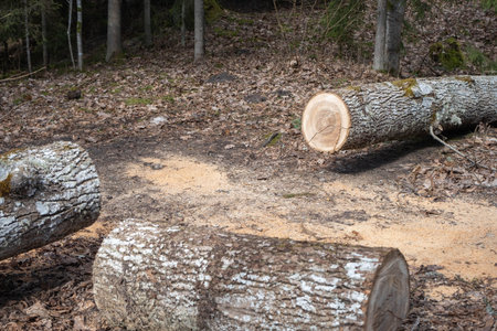 felled trees in a stack, logs from felled tree trunks.