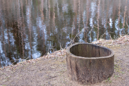 tree with an empty middle by the river in the spring.の写真素材