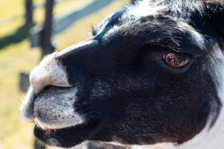 Beautiful portrait of lama close up. Lama and farm backgroundの写真素材