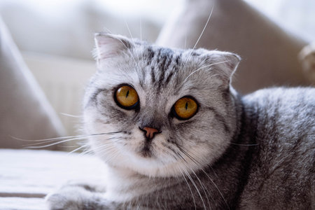 a great gray Scottish Fold cat looks awayの写真素材