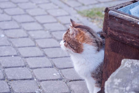 White spotted cat close up in the garden on a dark background.の写真素材