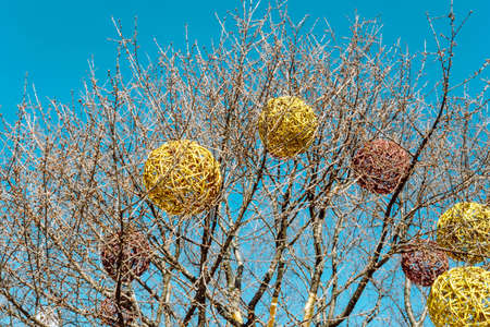 inflated white rubber ball stuck in the tree high up in between branches. close-up view. leafless tree. abstract sideview. playing, parks and outdoors concept.の写真素材