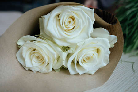 three white roses on a white background. Cream roses on a cream colored backdropの写真素材